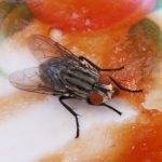 how to get rid of fruit flies